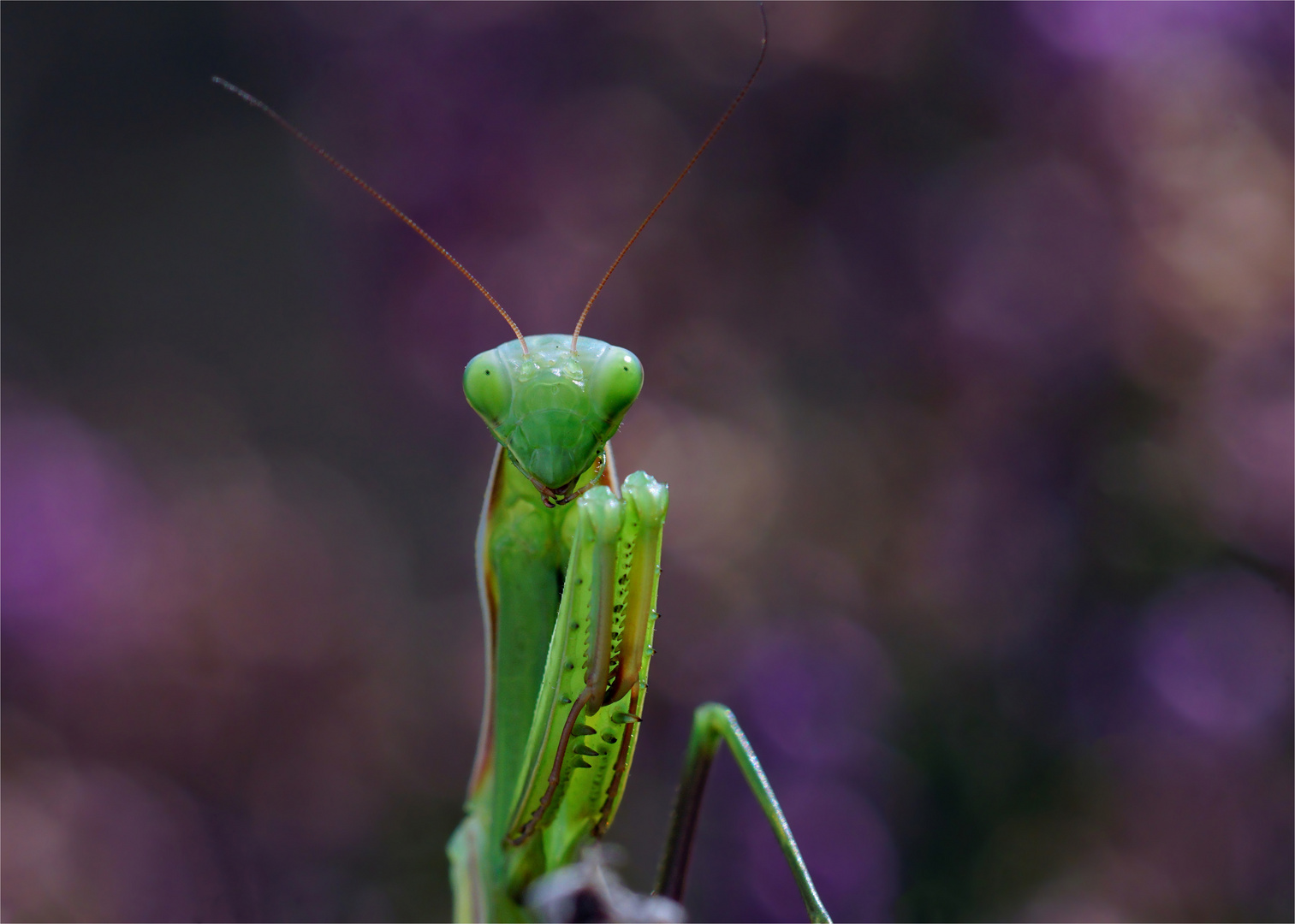 "Heidealien" - Gottesanbeterin, Mantis religiosa 