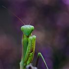 "Heidealien" - Gottesanbeterin, Mantis religiosa 