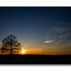 Heidebaum im Gegenlicht