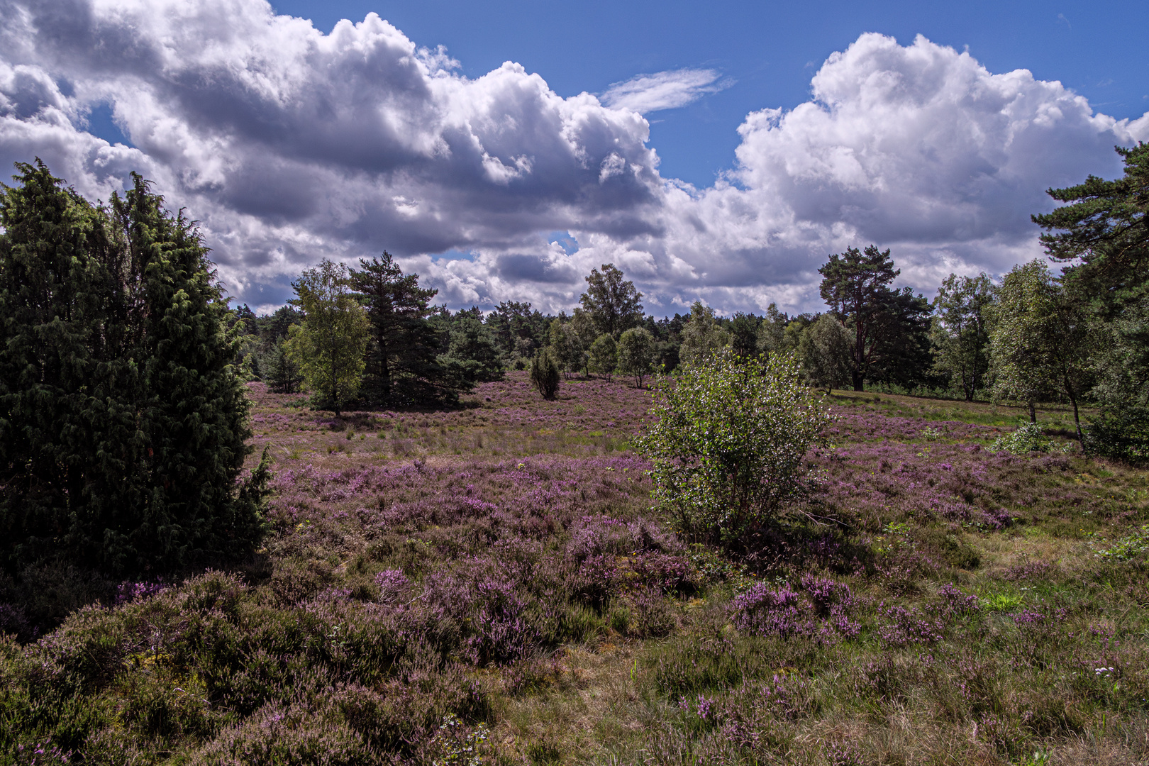 Heideblick Foto & Bild deutschland, europe, niedersachsen Bilder auf