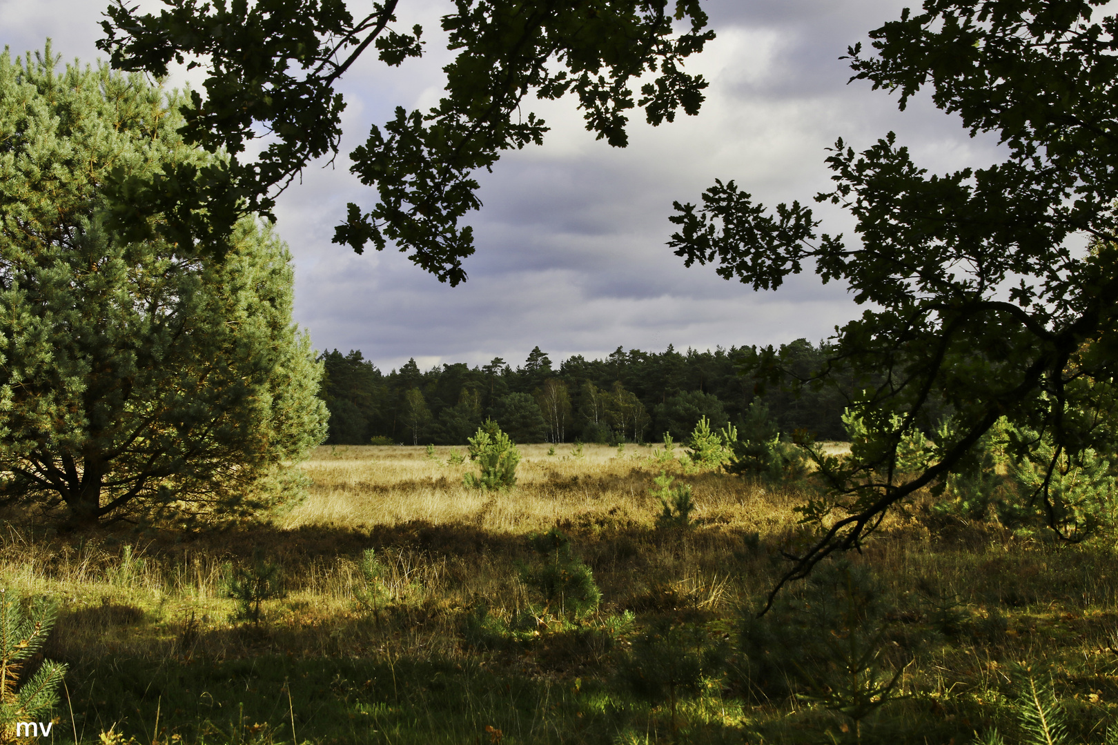 Heideblick