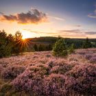 Heideblühen im Harz 