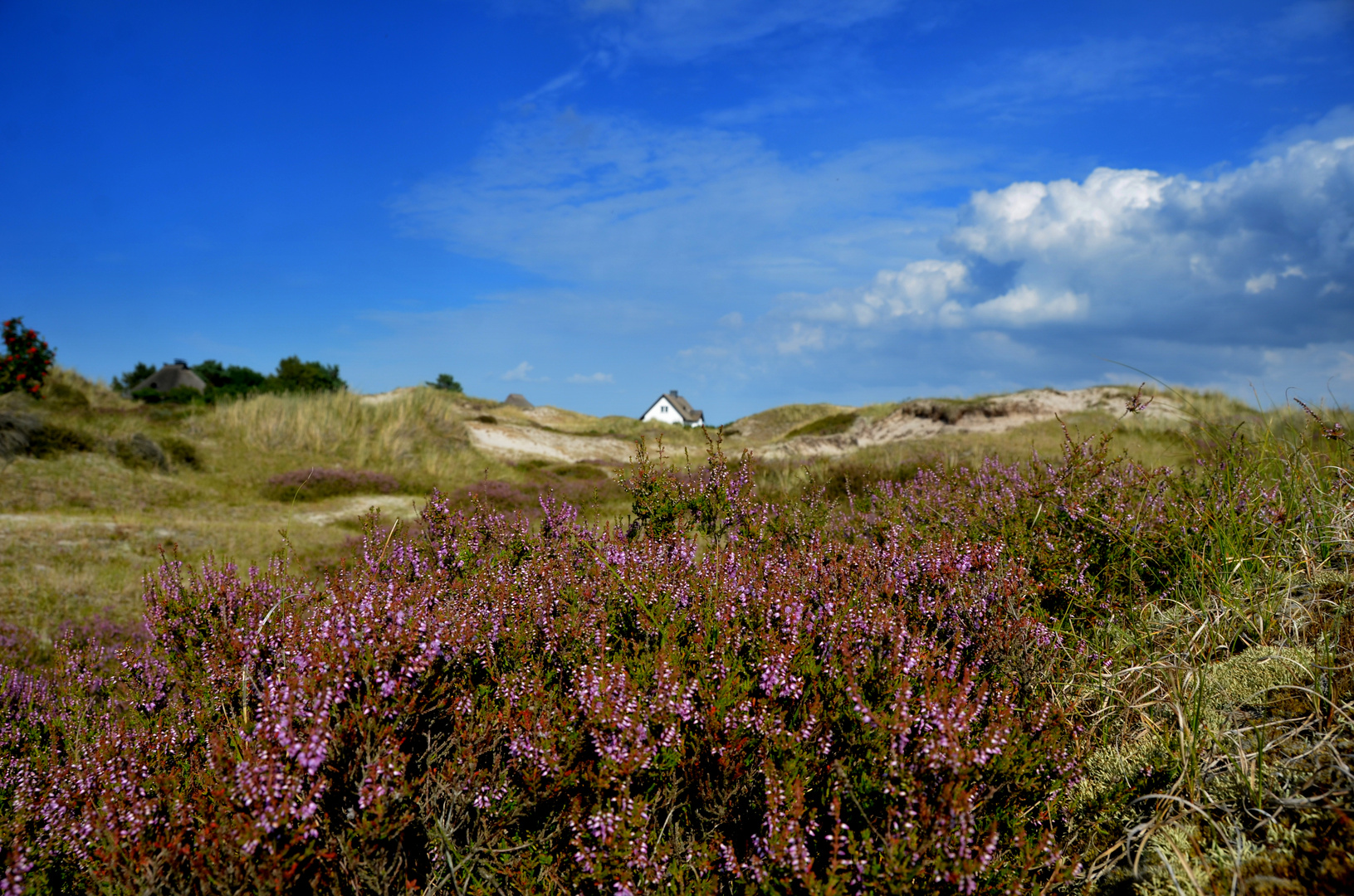 Heideblühte