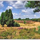 Heideblühte, Bockelmanns Heide