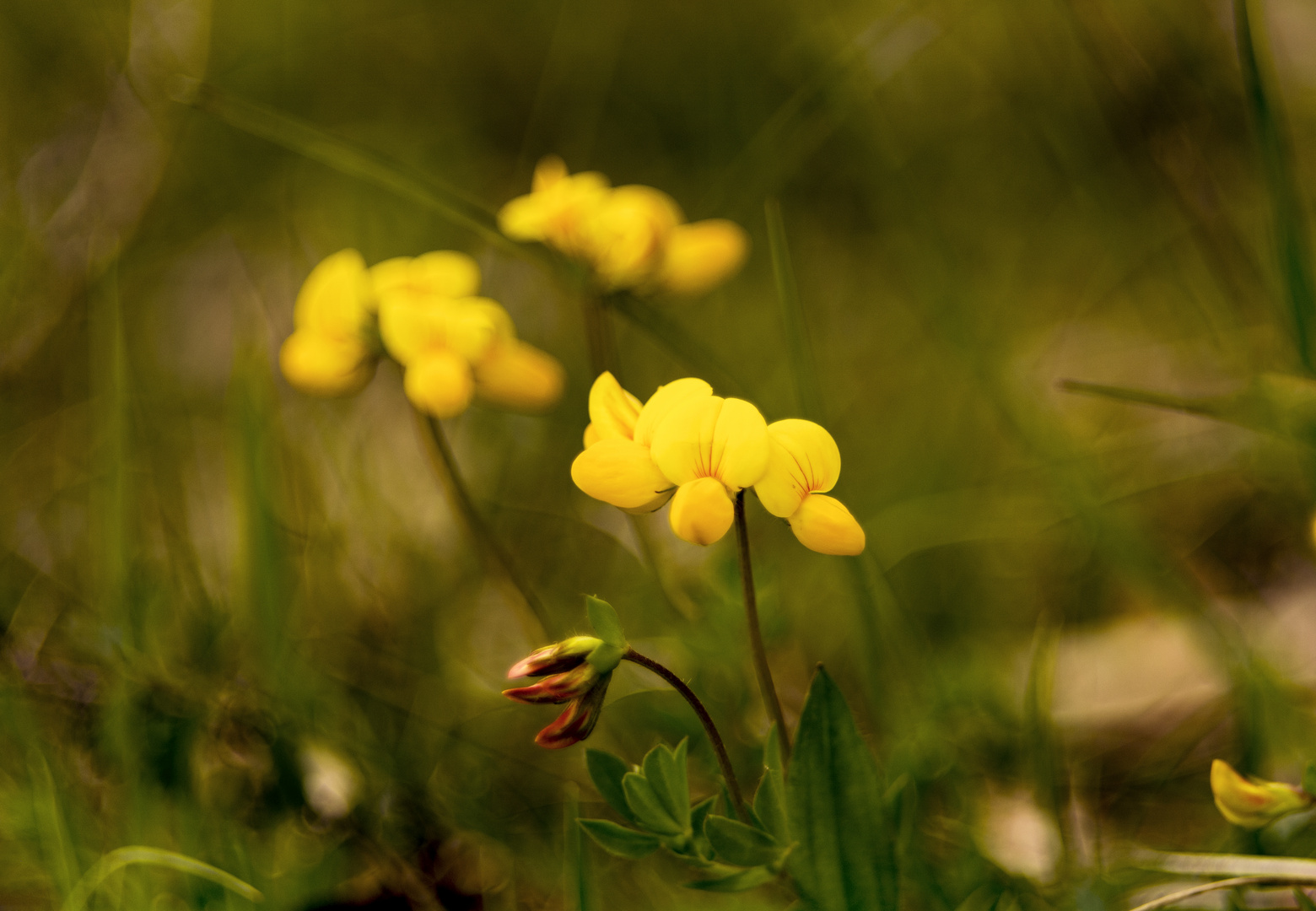 Heideblümchen