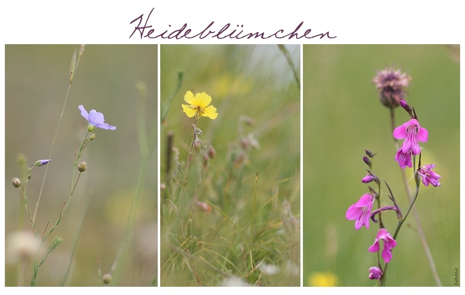 Heideblümchen