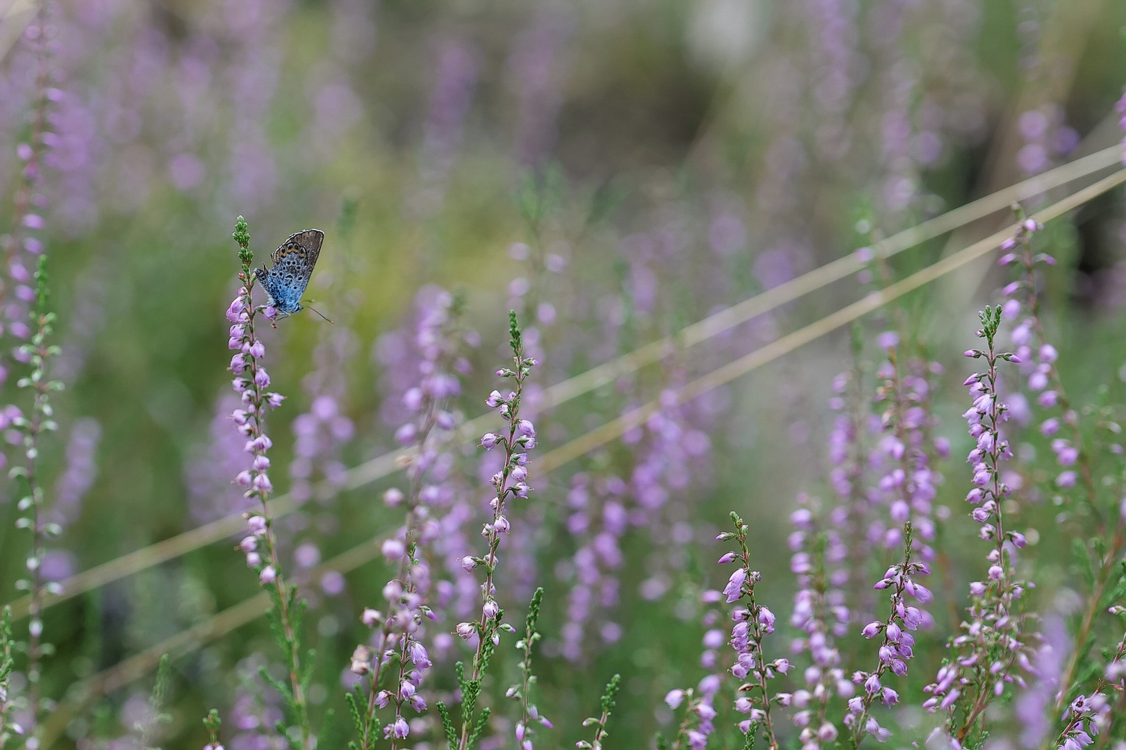 Heideblümchen am Mittwoch