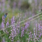 Heideblümchen am Mittwoch