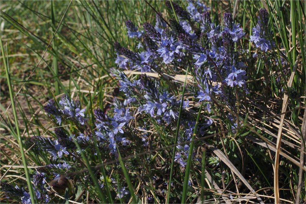 heideblümchen