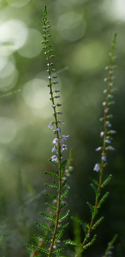 Heideblüte