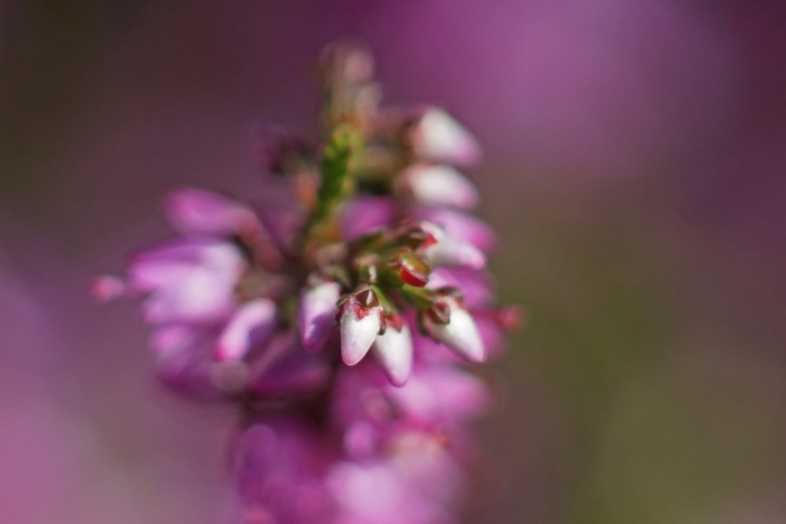 Heideblüte