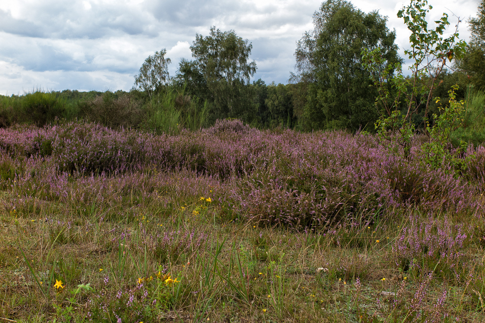 Heideblüte