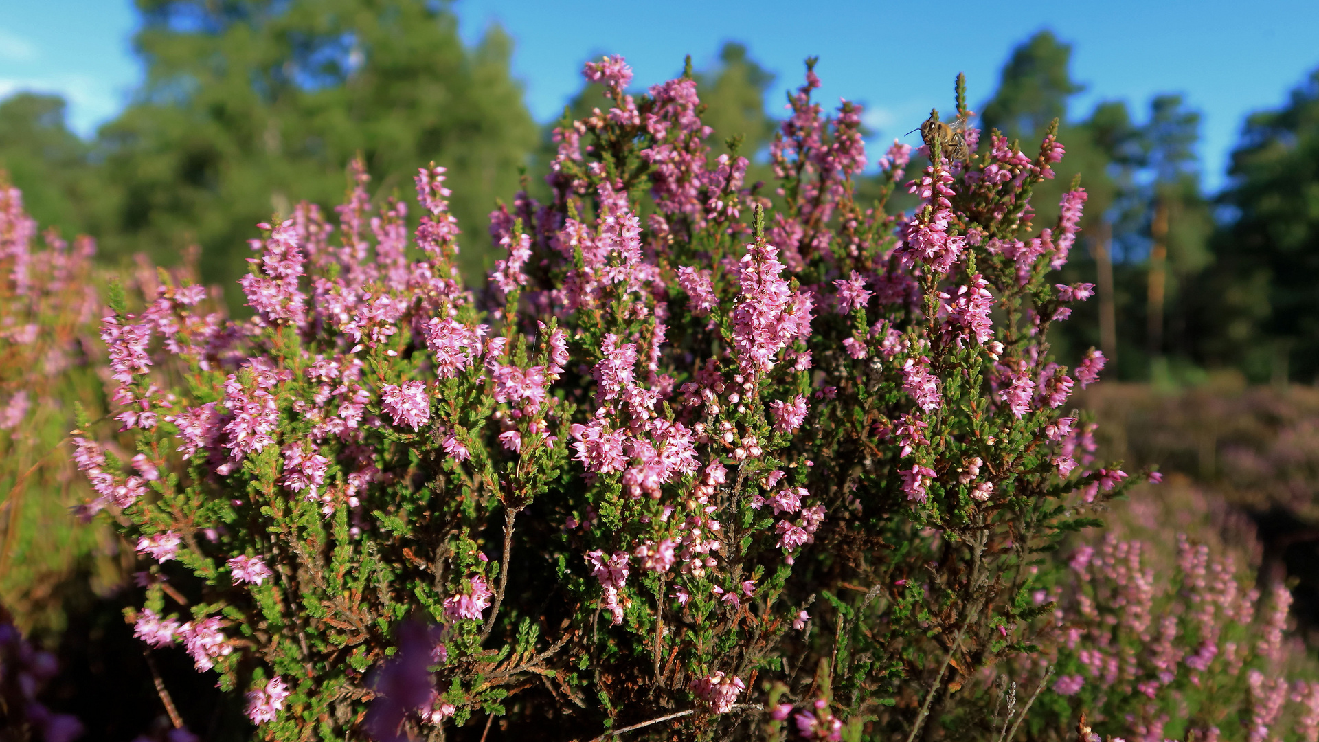 Heideblüte