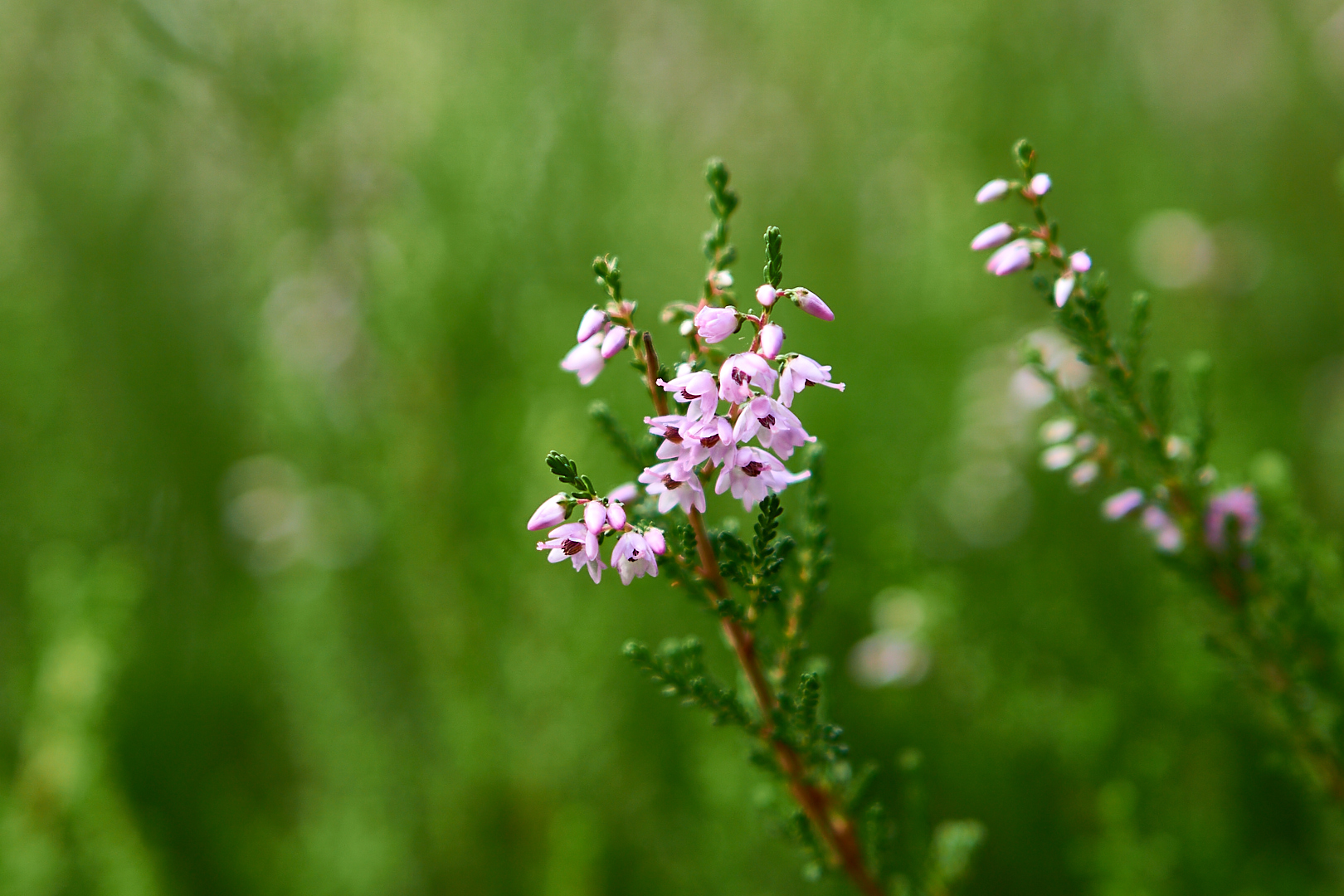 Heideblüte