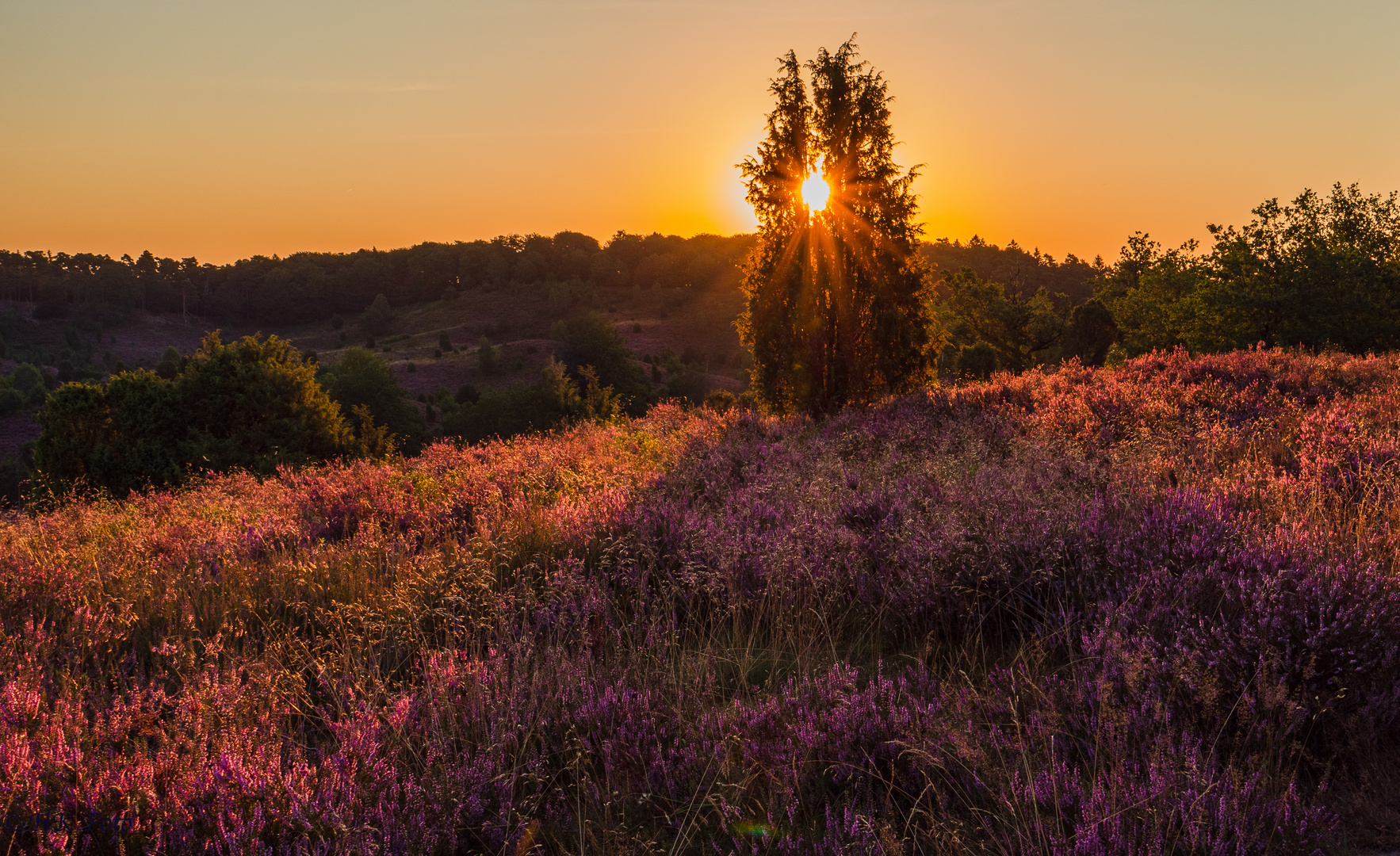 Heideblüte