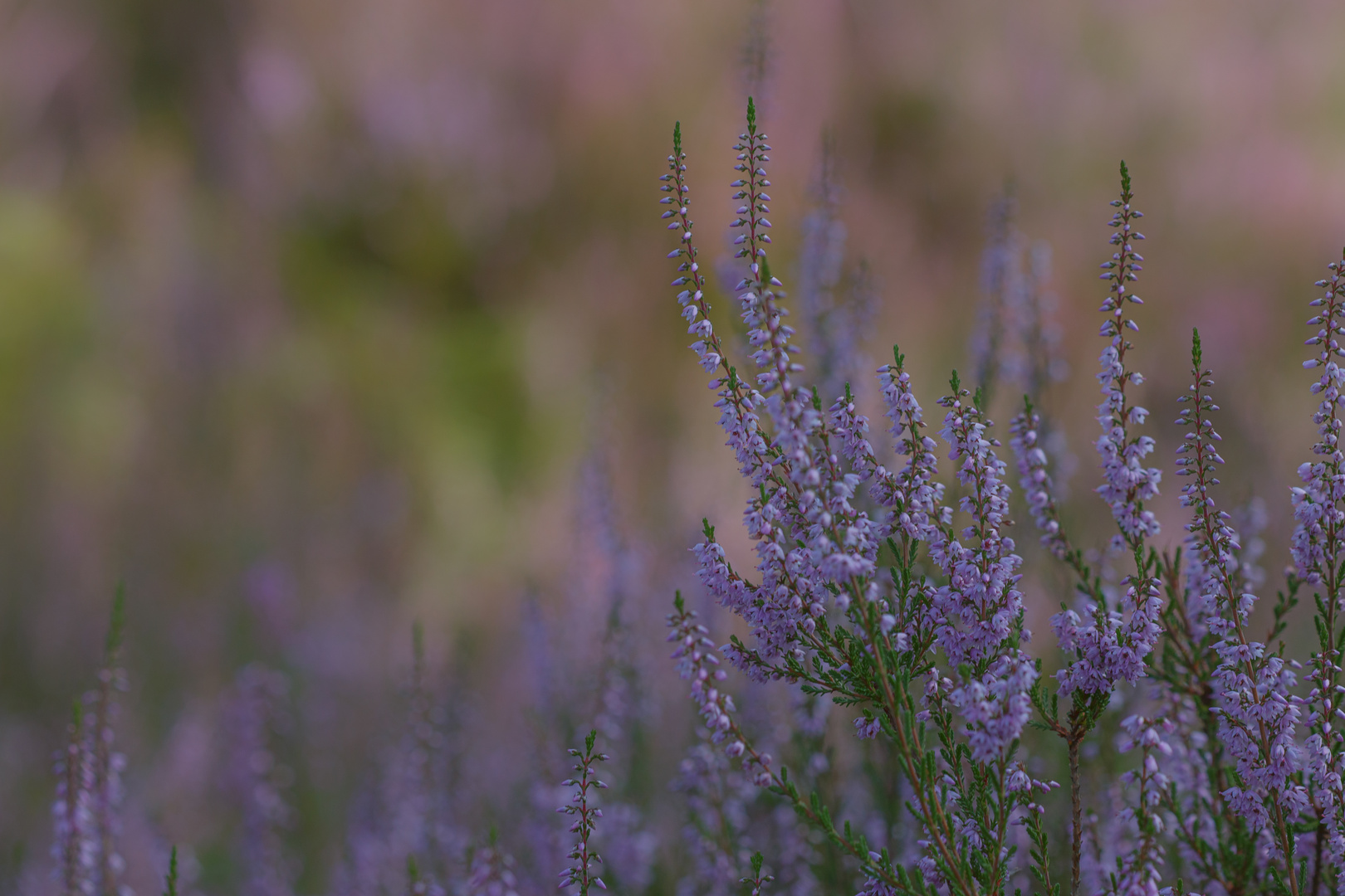 Heideblüte