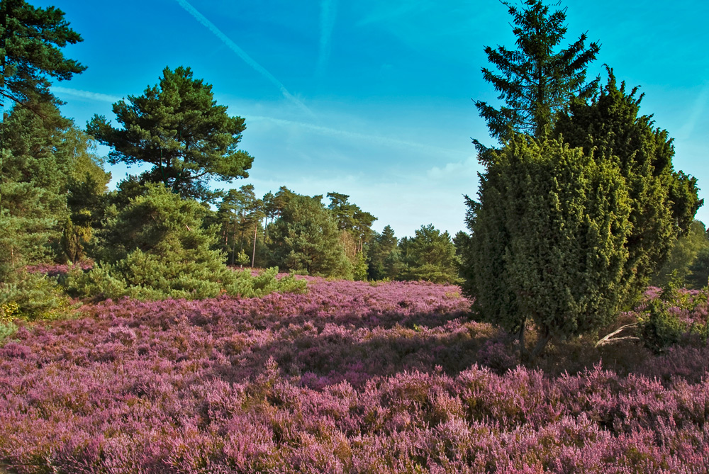 Heideblüte