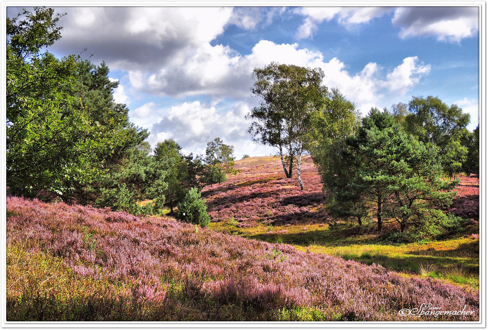 Heideblüte am Brunsberg bei Sprötze, Nordheide