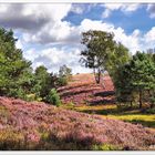 Heideblüte am Brunsberg bei Sprötze, Nordheide