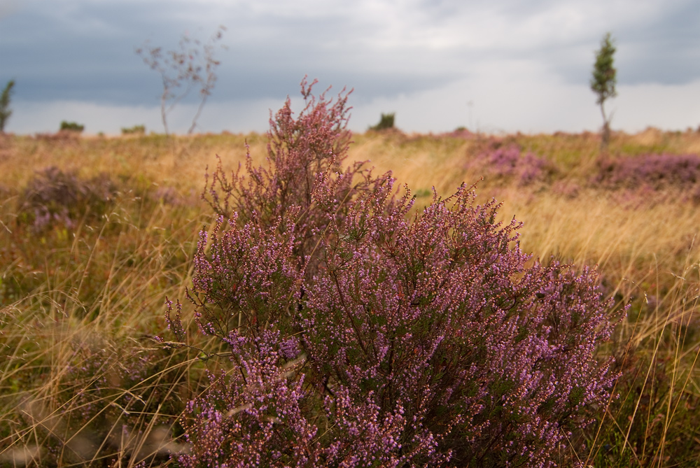 Heideblüte am Wilseder Berg