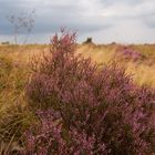 Heideblüte am Wilseder Berg