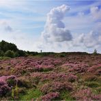 ~ Heideblüte auf Amrum ~