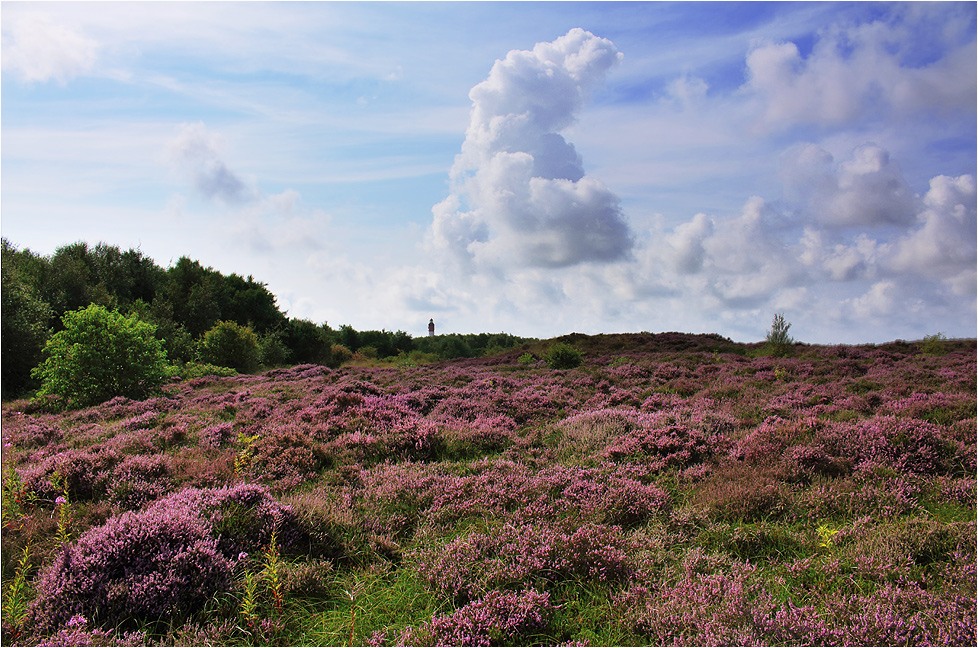 ~ Heideblüte auf Amrum ~