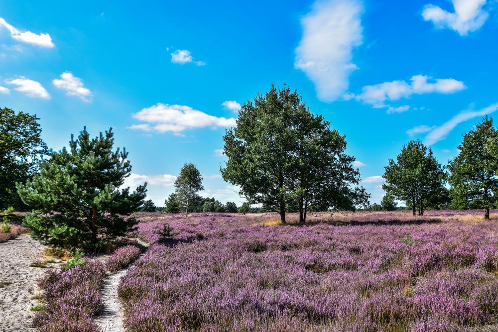 Heideblüte