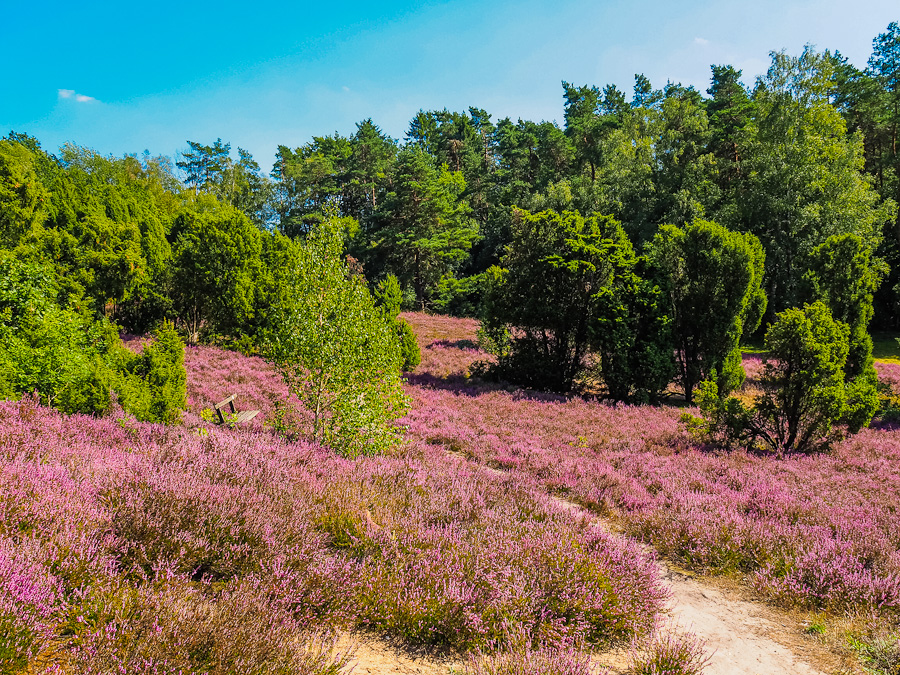 Heideblüte