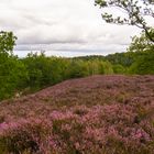 Heideblüte Ende August