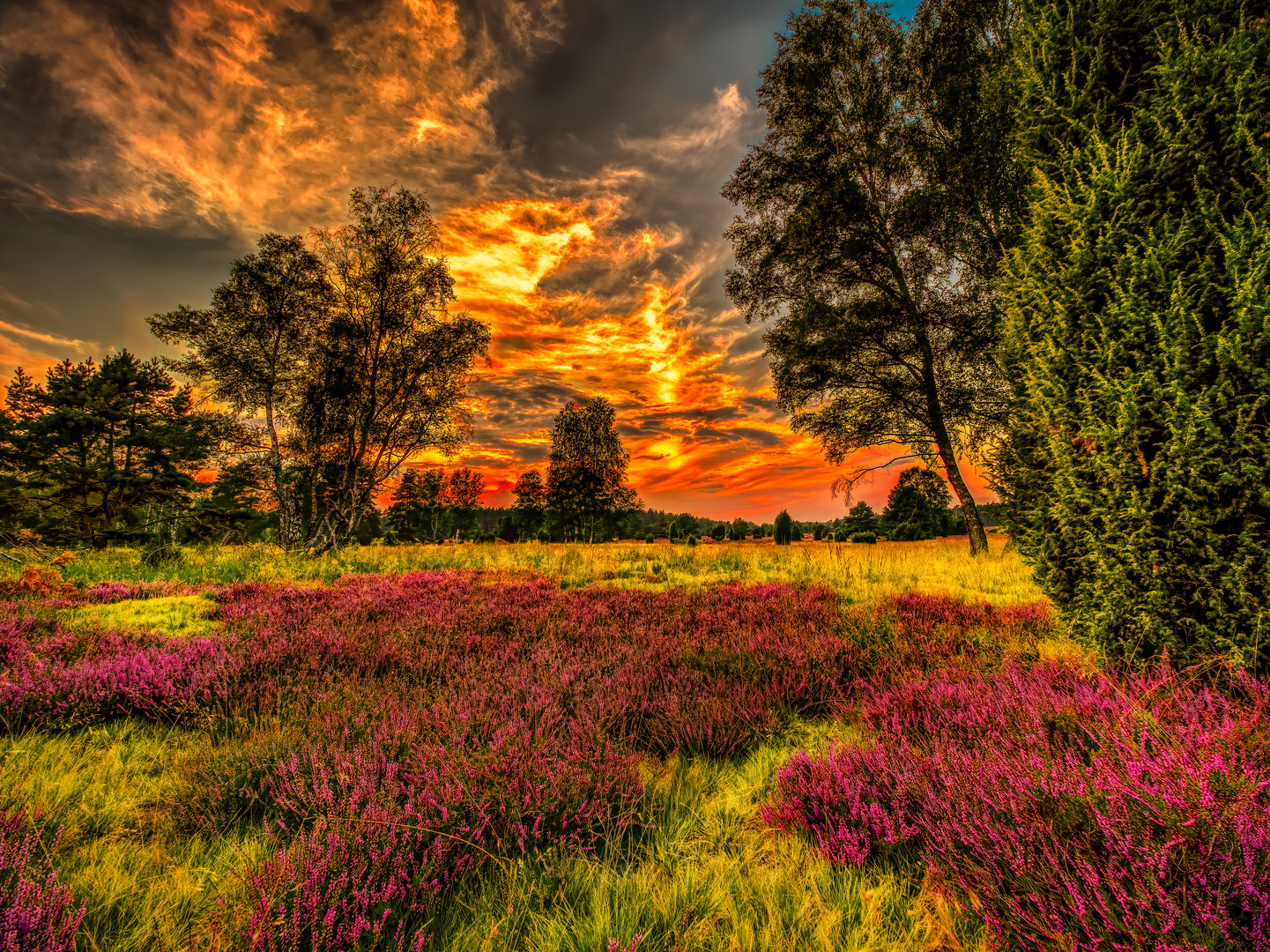 Heideblüte im Feuer der Sonne