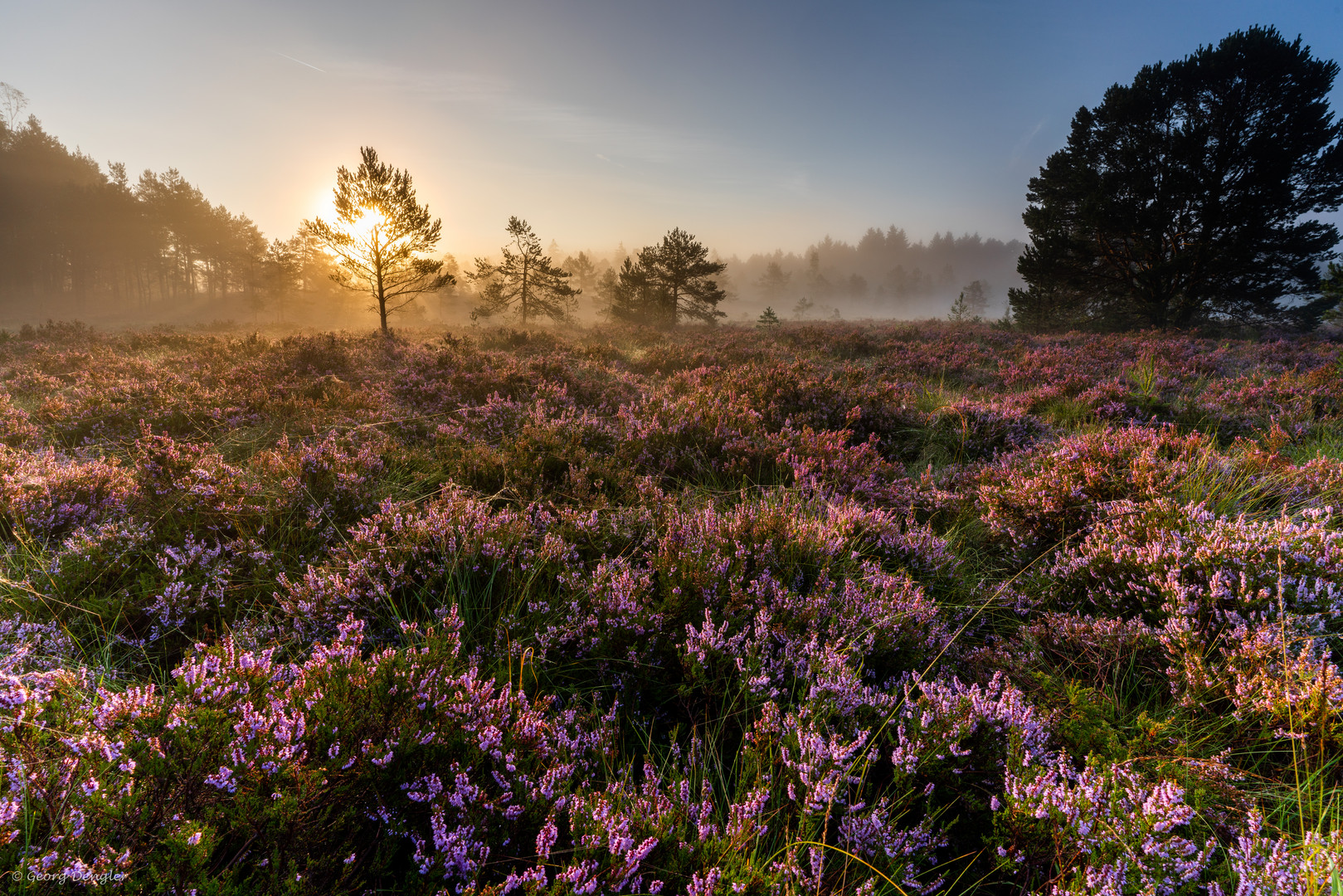 Heideblüte im Sonnenaufgang