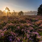 Heideblüte im Sonnenaufgang