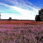 Heideblüte im Tarbarger Moor