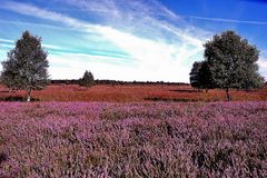 Heideblüte im Tarbarger Moor