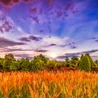 Heideblüte in der Abendsonne