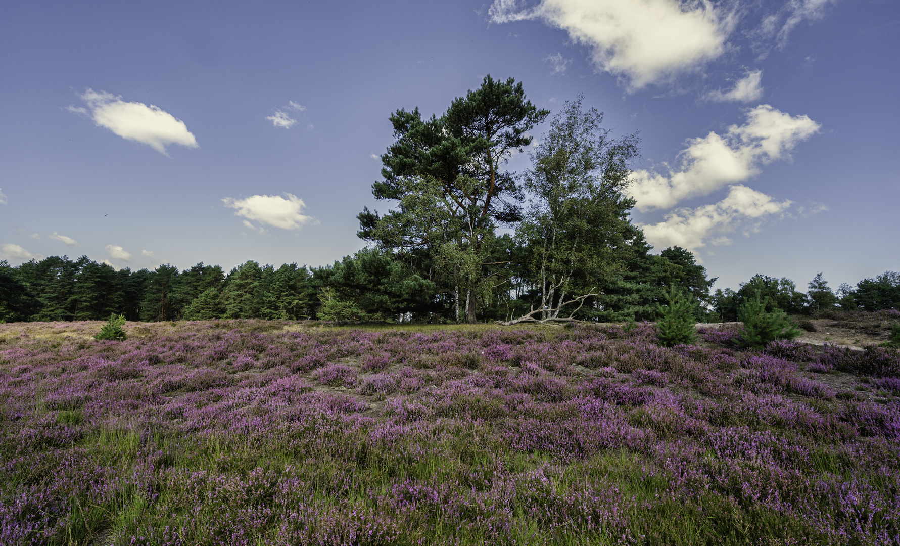 Heideblüte in der Gifhorner Heide - 2021