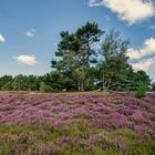 Heideblüte in der Gifhorner Heide - 2021