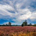 Heideblüte in der Südheide Ende August 2020