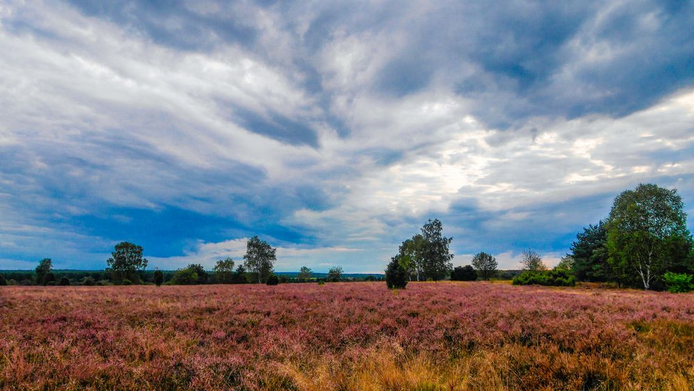 Heideblüte in der Südheide Ende August 2020