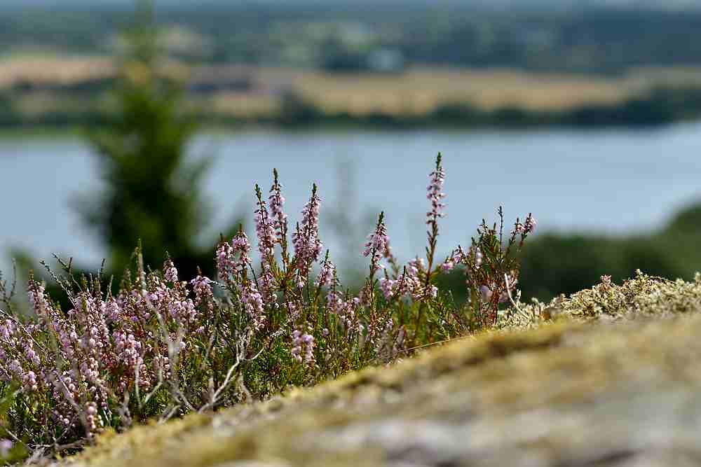 Heideblüte in Schweden