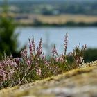 Heideblüte in Schweden