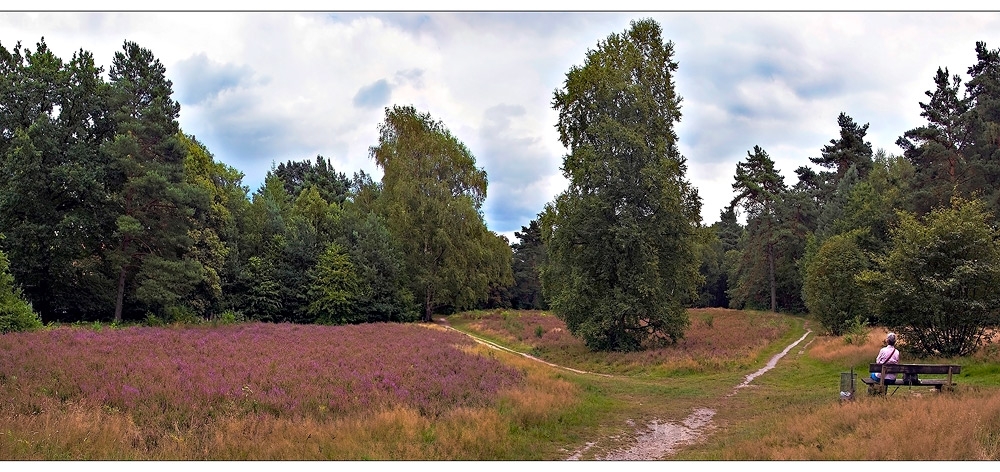 Heideblüte in Worpswede - Marcus Heide