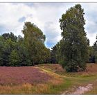 Heideblüte in Worpswede - Marcus Heide