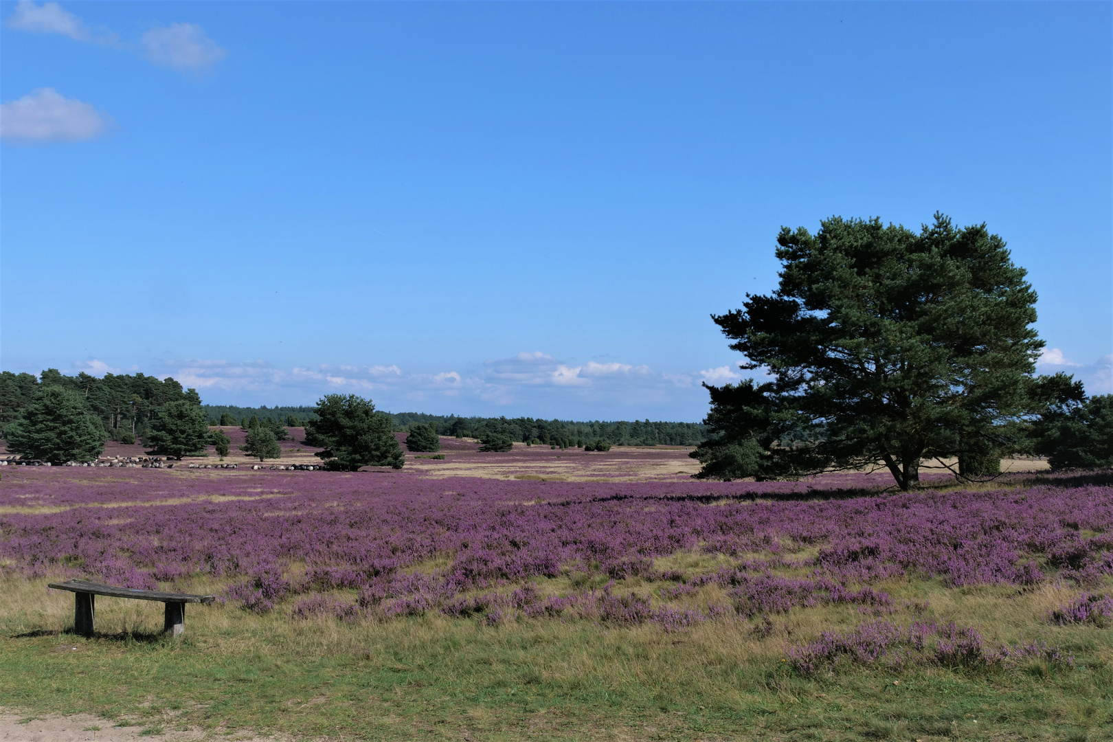 Heideblüte mit Heidschnuckenherde