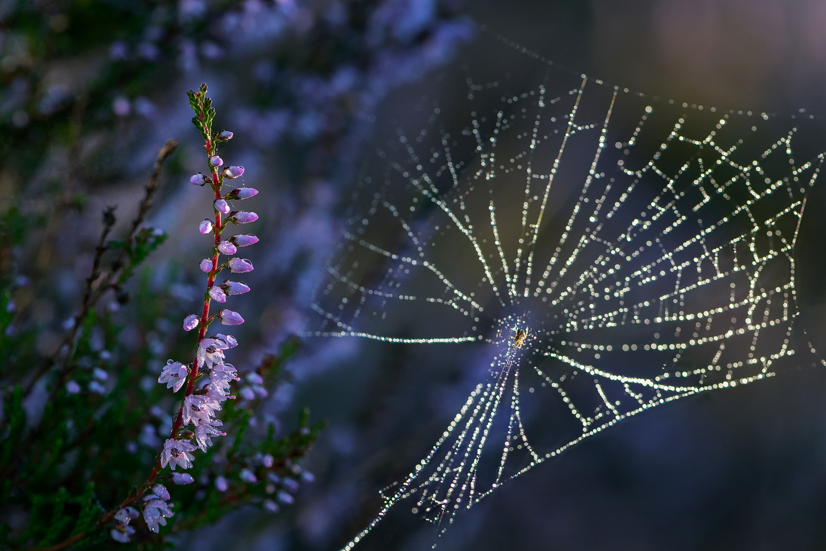 Heideblüte mit Wassertropfen & Spinnwebe