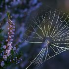 Heideblüte mit Wassertropfen & Spinnwebe