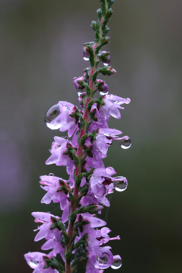 Heideblüte nach dem Regen