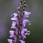 Heideblüte nach dem Regen