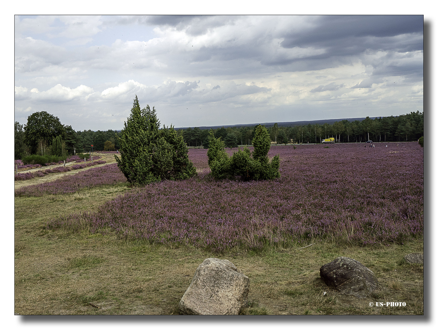 Heideblüte - Schneverdingen